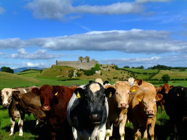 Livestock Cows on a trail 