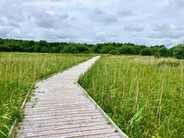 Clare Lake Boardwalk